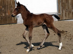 Anjou (GER*) Etzean 29.3.08