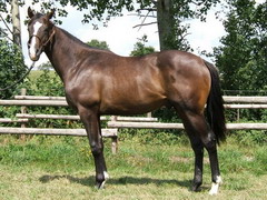 Diamond King (GER) 11.8.05