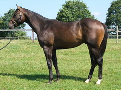 Pate (GER) 16.8.05