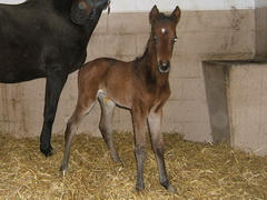 Registana (GER), Regine (GER*) Etzean 16.3.08