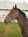 Big Six (IRE) 28.9.06
