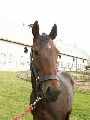 Big Six (IRE) 28.9.06
