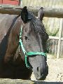 Nowy Corleone (POL) 6.8.07
