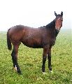 Anwilka (GER*) Etzean 4.10.07