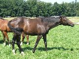 Arcibaldo (GER*) Etzean 4.8.07