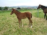 Anjou (GER*) Etzean 29.5.08