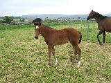 Anjou (GER*) Etzean 29.5.08
