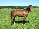 Anwilka (GER*) Etzean 24.5.08