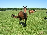 Anwilka (GER*) Etzean 24.5.08