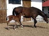 Arganta (GER), Anjou (GER*) Etzean 29.3.08