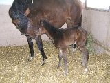 Arganta (GER), Arcibaldo (GER*) 13.3.06
