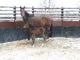 Arganta (GER), Arcibaldo (GER*) 17.3.06
