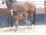 Arganta (GER), Arcibaldo (GER*) 17.3.06