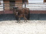 Arganta (GER), Arcibaldo (GER*) 17.3.06