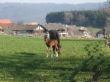 Arganta (GER), Anwilka (GER*) Etzean 11.3.07