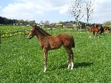 Anwilka (GER*) Etzean 20.4.07
