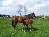 Arganta (GER), Anwilka (GER*) Etzean 20.4.07