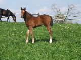 Anwilka (GER*) Etzean 20.4.07