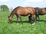 Arganta (GER), Anwilka (GER*) Etzean 20.4.07