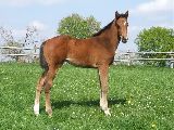 Anwilka (GER*) Etzean 20.4.07