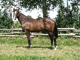Diamond King (GER) 11.8.05
