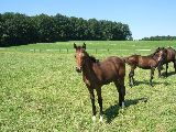 Anwilka (GER*) Etzean 4.8.07