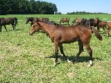Anwilka (GER*) Etzean 4.8.07