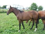 Arganta (GER), Anwilka (GER*) Etzean 13.8.08