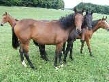 Arganta (GER), Anwilka (GER*) Etzean 13.8.08
