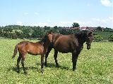 Registana (GER), Regine (GER*) Etzean 24.7.08