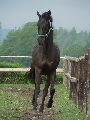 Nowy Corleone (POL)