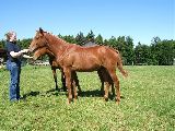 Ostler (GER*) Etzean 24.5.08