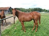 Ostler (GER*) Etzean 13.8.08