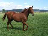 Ostler (GER*) Etzean 13.8.08