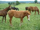 Olmaia (GER*) 8.6.05