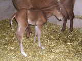 Oxalana (GER), Oniris (GER*) 19.3.06