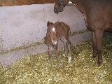 Oxalana (GER), Oniris (GER*) 19.3.06