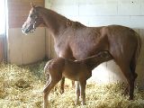 Oxalana (GER), Oniris (GER*) 19.3.06