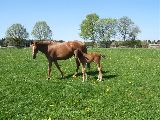 Oxalana (GER), Ostler (GER*) Etzean 22.4.07