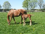 Oxalana (GER), Ostler (GER*) Etzean 22.4.07