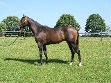 Pate (GER) 16.8.05