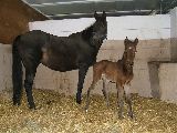 Registana (GER), Regine (GER*) Etzean 16.3.08