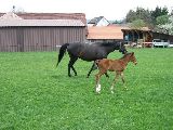 Reaper (GER*), Registana (GER) Etzean 16.4.09