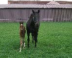 Reaper (GER*), Registana (GER) Etzean 16.4.09