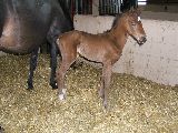 Reaper (GER*) Etzean 31.3.09