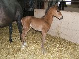 Reaper (GER*) Etzean 31.3.09
