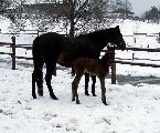 Registana (GER), Regine (GER*) Etzean 22.3.08