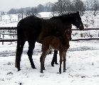 Registana (GER), Regine (GER*) Etzean 22.3.08