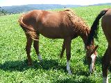 Schidione (GER*) Etzean 4.8.07