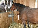 Sweet Answer (GB), Schidione (GER*) 13.4.06